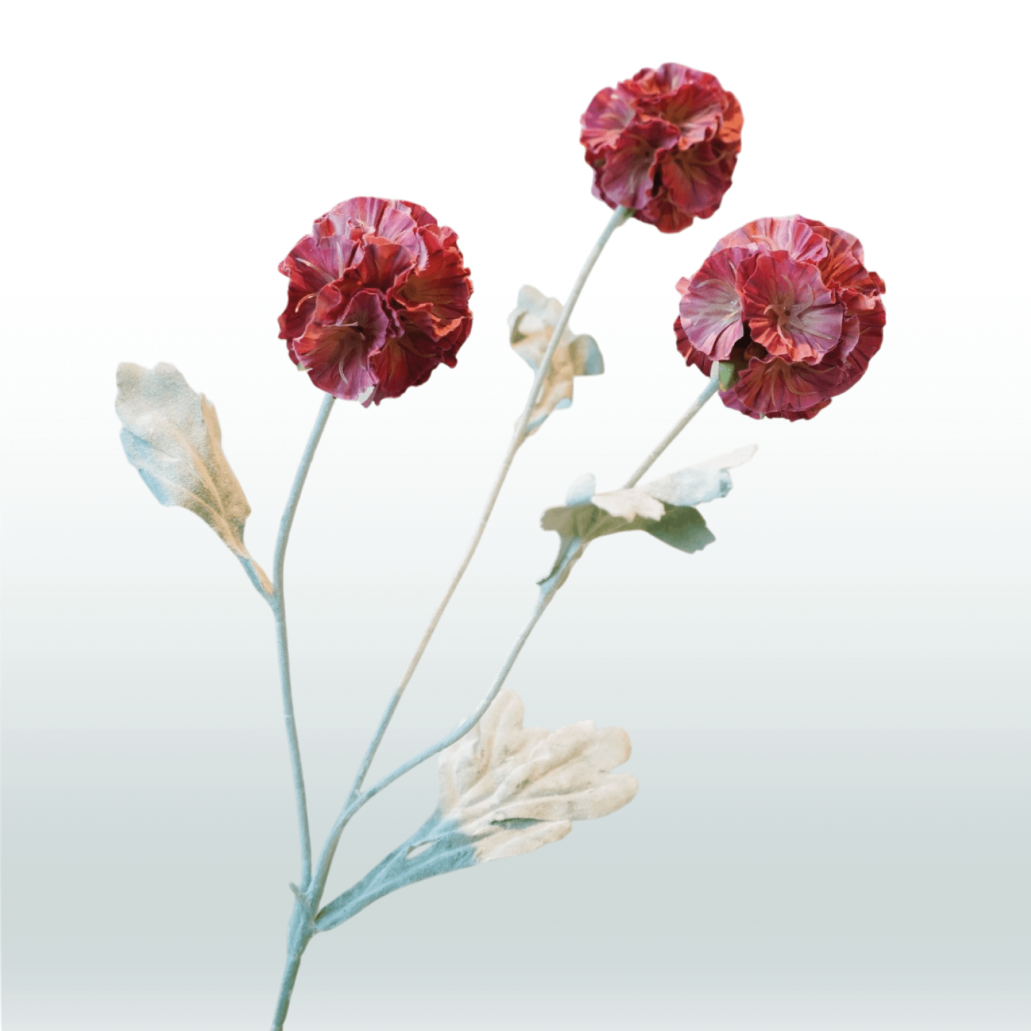 Scabiosa 68cm rood